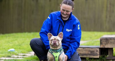 More French bulldogs in care with extreme features