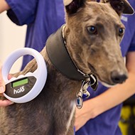 Almost a third of stray dogs not microchipped