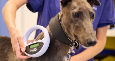 Almost a third of stray dogs not microchipped