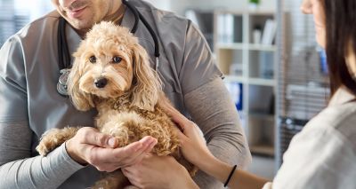 Government publishes White Paper on vet regulation reform