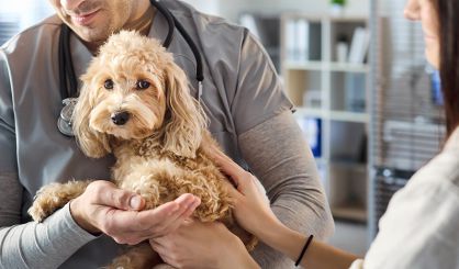 Government publishes White Paper on vet regulation reform