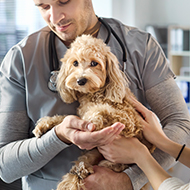 Government publishes White Paper on vet regulation reform