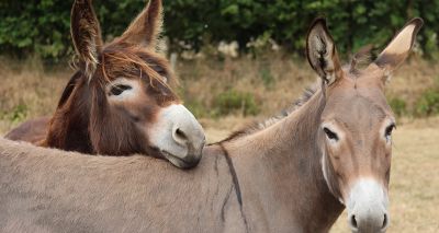 Leading scientists tackle donkey welfare challenges