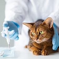 Charities call for compulsory cat microchipping in Scotland