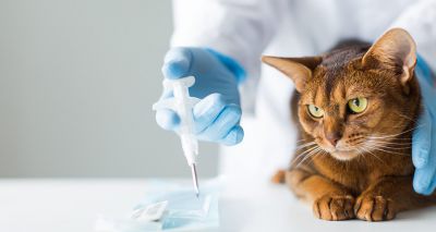 Charities call for compulsory cat microchipping in Scotland