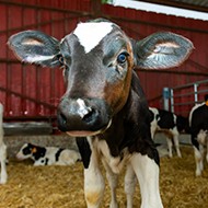 Calves show early indicator of Johne's disease exposure