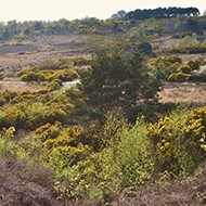 Citizen scientists help map endangered habitats
