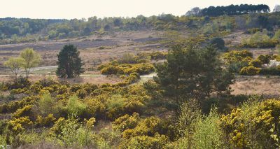 Citizen scientists help map endangered habitats