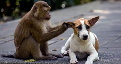 Monkeys form friendships with dogs, deer and pigs