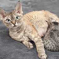 Study explores feline dystocia in emergency practice
