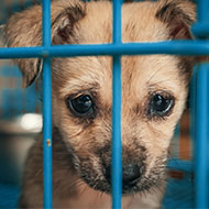 BVNA urges government to keep animal welfare a priority
