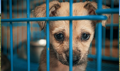 BVNA urges government to keep animal welfare a priority