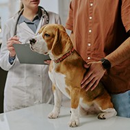 Vets warned of 'abuse by falsification' threat