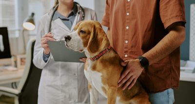 Vets warned of 'abuse by falsification' threat