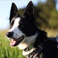UK public 'overestimate' dog laws, study finds