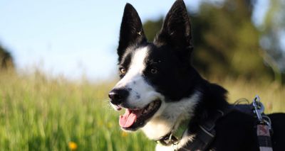 UK public 'overestimate' dog laws, study finds