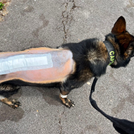 Police dog recovering after specialist spine surgery