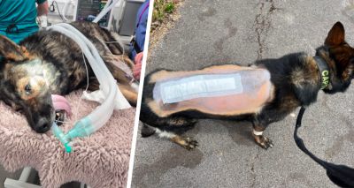 Police dog recovering after specialist spine surgery