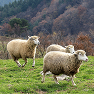 Sheep lung cancer research reveals One Health insights