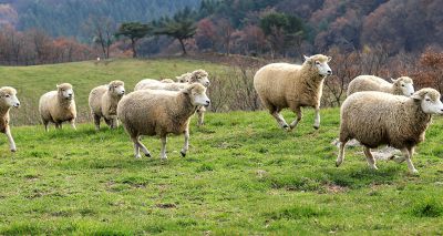 Sheep lung cancer research reveals One Health insights