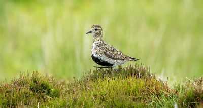 Climate change affecting UK bird populations, report says