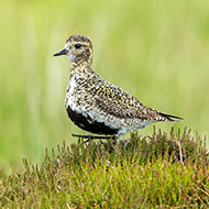 Climate change affecting UK bird populations, report says