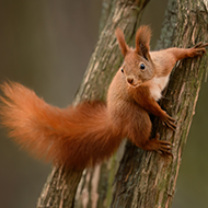 Red squirrel conservation plans set by experts