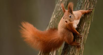 Red squirrel conservation plans set by experts