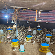 High antimicrobial levels found in Asian poultry