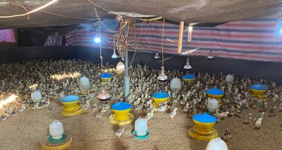 High antimicrobial levels found in Asian poultry