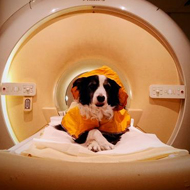 Dogs can differentiate between various human expressions