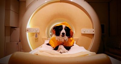 Dogs can differentiate between various human expressions