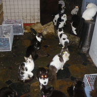 RSPCA cat rescue centres reach 'crisis point' 