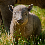 Rare babirusa born at Chester Zoo