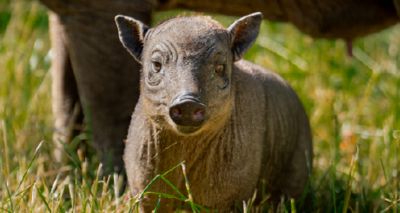 Rare babirusa born at Chester Zoo