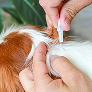 Lords Committee calls for ban on unchecked flea treatment sales