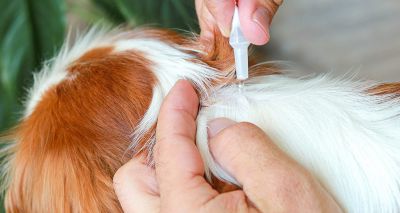 Lords Committee calls for ban on unchecked flea treatment sales