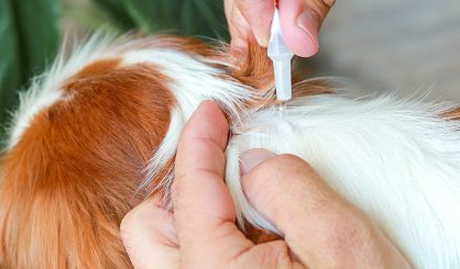 Lords Committee calls for ban on unchecked flea treatment sales