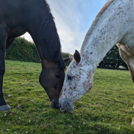 Competition invites photographers to capture beauty of equines