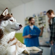 More vet groups join calls for CMA poster redraft