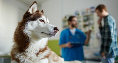 More vet groups join calls for CMA poster redraft