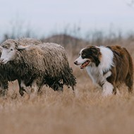 Farm dogs may spread 'life-threatening' worm disease