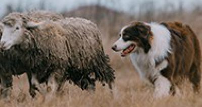 Farm dogs may spread 'life-threatening' worm disease