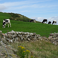 Classical BSE case confirmed in Scotland