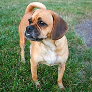 Study reveals benefits of crossbreeding flat-faced dogs