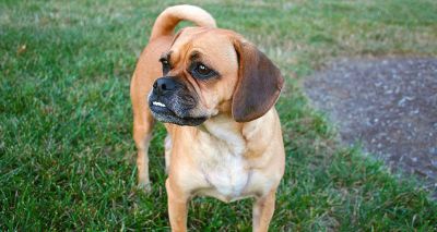 Study reveals benefits of crossbreeding flat-faced dogs