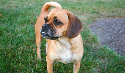 Study reveals benefits of crossbreeding flat-faced dogs