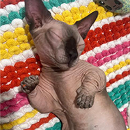 Animal charities urge action on 'frankenstein' cats