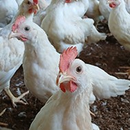 Study calls for multi-sector approach to bird flu