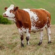 Selective breeding threatening cattle diversity, researchers say